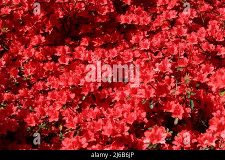 Full Frame schöne tieforange rote Rhododendron Blume Frühling Hintergrund Stockfoto