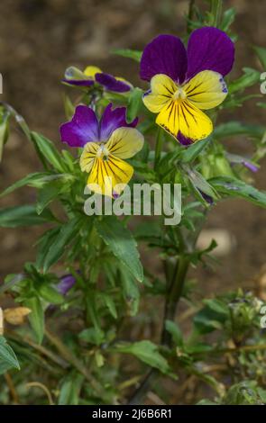 Wilde Stiefmütterchen, Viola tricolor, blüht im Garten. Stockfoto