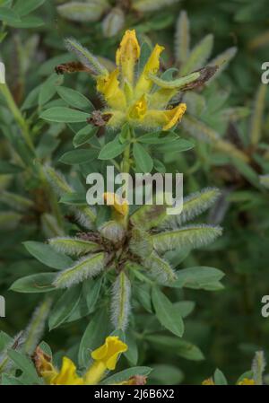 Behaarte Besen, Cytisus hirsutus, in Blüte und Frucht. Alpen. Stockfoto