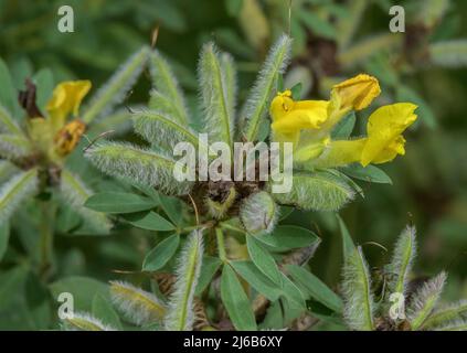 Behaarte Besen, Cytisus hirsutus, in Blüte und Frucht. Alpen. Stockfoto