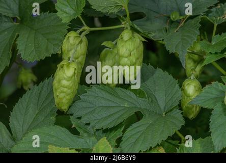Wild Hop, Humulus lupulus, mit weiblichen Blüten und Früchten. Stockfoto