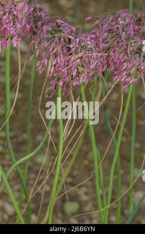 Kieliger Knoblauch, Allium carinatum, blühend im Garten. Stockfoto