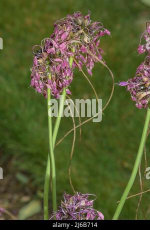 Kieliger Knoblauch, Allium carinatum, blühend im Garten. Stockfoto