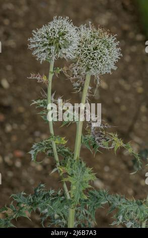 Große Kugeldistel, Echinops sphaerocephalus in Blüte, Südosteuropa. Stockfoto