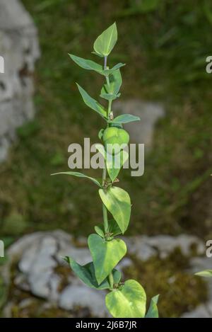 Kaperspurge, im Herbst die Fruchtfrucht der Eforbia lathyris. Stockfoto