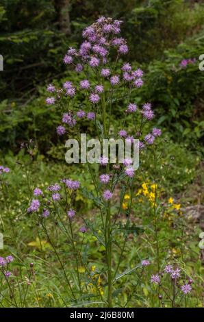 Schleichende Distel, Cirsium arvense, blühend; kontinentale Form in den Vogesen, Frankreich. Stockfoto