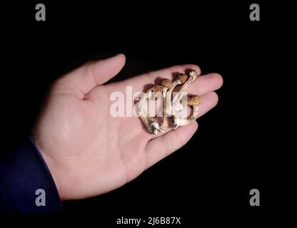Psilocybin-Pilze in der Hand des Mannes isoliert auf schwarzem Hintergrund. Psychedelische Zauberreise. Getrocknete essbare Pilze Golden Teacher. Medizinische Verwendung. Microdo Stockfoto