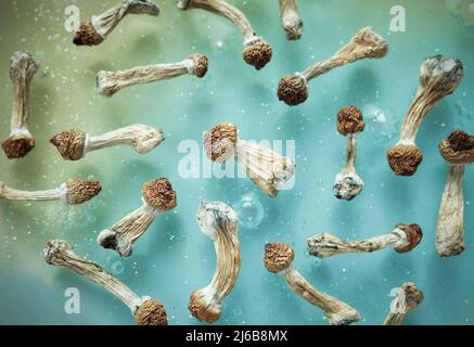 Muster von Psilocybin-Pilzen auf blauem Hintergrund. Psychedelische Zauberreise, kosmisches Bewusstsein. Getrockneter Psilocybe Cubensis Golden Teacher in Reihe, Isol Stockfoto