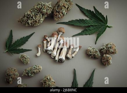 Psychedelischer Ausflug, CBD-Erholung. Mikrodosierkonzept. Getrocknete Psilocybe-Pilze und Cannabisknospen auf Elfenbeingrund. Stockfoto