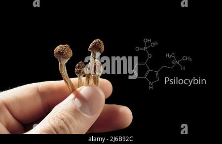 Psilocybin-Pilze in der Hand des Mannes auf schwarzem Hintergrund mit chemischer Formel für Psilocybe cubensis. Psychedelische Zauberreise. Getrocknete essbare Pilze Golden Stockfoto