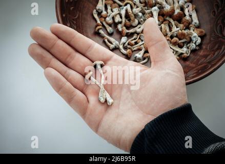 Psilocybin-Pilze in der Hand des Mannes, brauner Hintergrund. Psychedelische Magie Golden Teacher Pilze. Medizinische Verwendung. Mikrodosierkonzept. Stockfoto