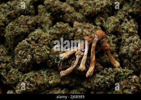 Getrocknete Psilocybin-Pilze auf dem Hintergrund von Cannabisknospen. Natürliche Freizeitdroge Stockfoto