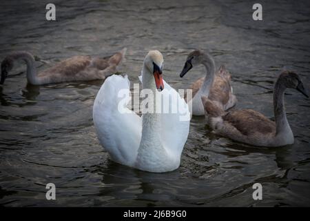 Mute Schwan Familie (Cygnus olor), Weibchen und Küken auf Schwimmteich Oberfläche Stockfoto