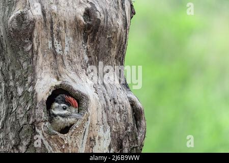 Junger Specht im unheimlichen Stamm (Dendrocopos major) Stockfoto