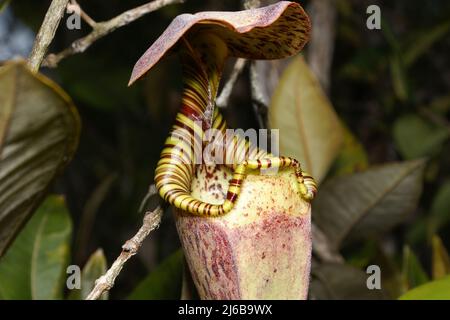 Oberer Krug mit gestreiftem Peristom der fleischfressenden Krug-Pflanze Nepenthes rafflesiana, Sarawak, Borneo Stockfoto