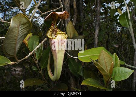 Oberer Krug der fleischfressenden Krug-Pflanze Nepenthes rafflesiana, Sarawak, Borneo Stockfoto