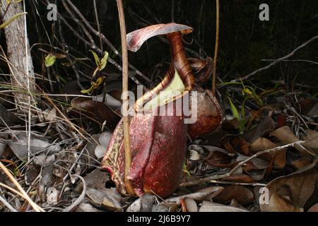 Krug von Nepenthes rafflesiana, einer fleischfressenden Krug-Pflanze, Sarawak, Borneo Stockfoto