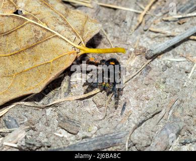 Eine Bold Jumping Spider, die sich auf dem Boden unter einigen Blättern versteckte, und wahrscheinlich kleine Insekten zum Essen jagte. Stockfoto