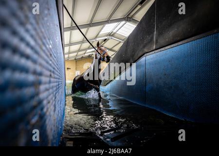 Manor House Stables, Malpas, Henshire. Stockfoto