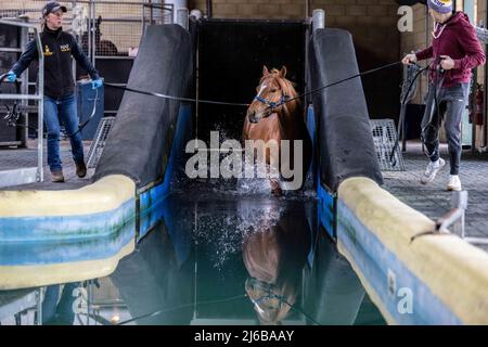 Manor House Stables, Malpas, Henshire. Stockfoto