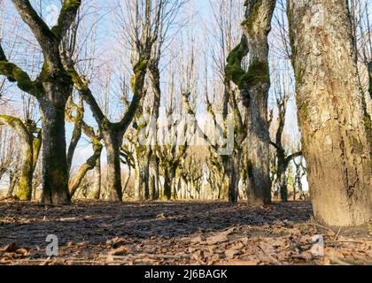 Alte Lindenallee, Katvaru Herrenhaus Park, der so geisterhaft und ungewöhnlich aussieht - genau wie aus Märchen, Katvaru Herrenhaus, Lettland Stockfoto