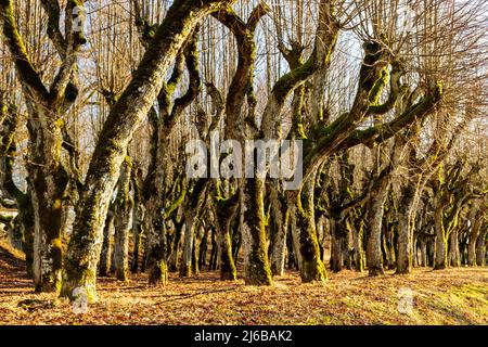 Alte Lindenallee, Katvaru Herrenhaus Park, der so geisterhaft und ungewöhnlich aussieht - genau wie aus Märchen, Katvaru Herrenhaus, Lettland Stockfoto