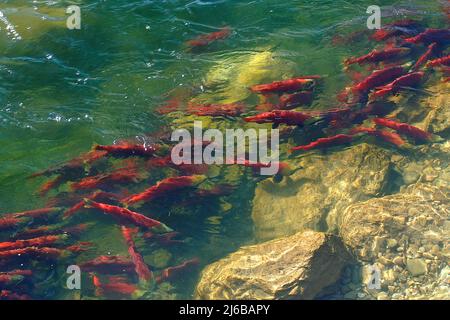 Sockeye Salmons (Oncorhynchus nerka), Schwimmen auf dem Adams River, Roderick Haig-Brown Provincial Park, British Columbia, Kanada Stockfoto