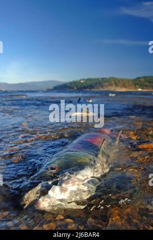 Toter Sockeye Salmon (Oncorhynchus nerka), am Adams River, starb nach dem Laichen im Roderick Haig-Brown Provincial Park, British Columbia, Kanada Stockfoto