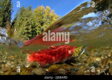 Geteiltes Bild, Sockeye Salmons (Oncorhynchus nerka), Schwimmen auf dem Adams River zum Laichen und Sterben, Roderick Haig-Brown Provincial Park, British Columbia Stockfoto