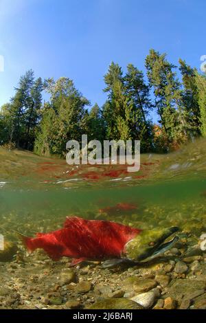 Geteiltes Bild, Sockeye Salmon (Oncorhynchus nerka), Schwimmen auf dem Adams River zum Laichen und Sterben, Roderick Haig-Brown Provincial Park, British Columbia Stockfoto