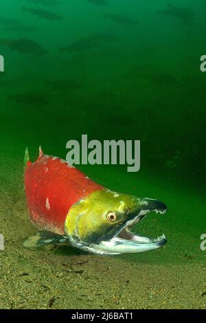 Sockeye Lachse (Oncorhynchus nerka), Schwimmen, die Adams River, um zu laichen, Roderick Haig-Brown Provincial Park, British Columbia, Kanada Stockfoto