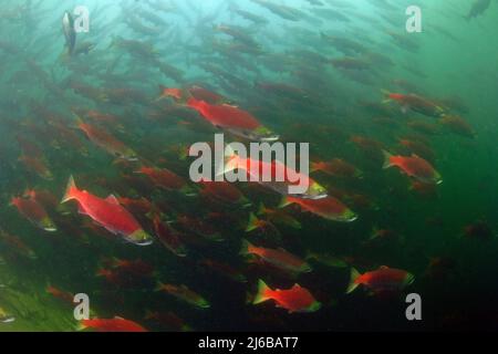 Eine Schulzeit von Sockeye Salmons (Oncorhynchus nerka), die den Adams River hinauf schwimmen, Roderick Haig-Brown Provincial Park, British Columbia, Kanada Stockfoto