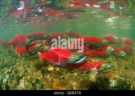 Eine Schulzeit von Sockeye Salmons (Oncorhynchus nerka), die den Adams River hinauf schwimmen, Roderick Haig-Brown Provincial Park, British Columbia, Kanada Stockfoto