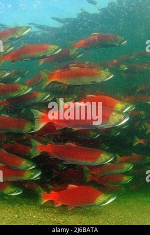 Eine Schulzeit von Sockeye Salmons (Oncorhynchus nerka), die den Adams River hinauf schwimmen, Roderick Haig-Brown Provincial Park, British Columbia, Kanada Stockfoto