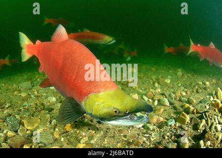 Sockeye Salmons (Oncorhynchus nerka), Schwimmen auf dem Adams River, Roderick Haig-Brown Provincial Park, British Columbia, Kanada Stockfoto