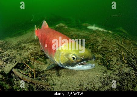 Sockeye Salmons (Oncorhynchus nerka), schwimmen in Adams River zum Laichen, nachdem sie Eier gelegt haben ihren sterben, Roderick Haig-Brown Provincial Park, Kanada Stockfoto