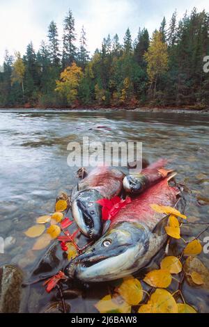 Dead Sockeye Salmons (Oncorhynchus nerka), am Adams River, starb nach dem Laichen, Roderick Haig-Brown Provincial Park, British Columbia, Kanada Stockfoto