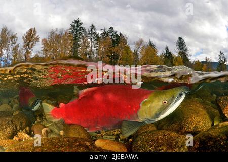 Geteiltes Bild, Sockeye Salmons (Oncorhynchus nerka), Schwimmen auf dem Adams River zum Laichen und Sterben, Roderick Haig-Brown Provincial Park, British Columbia Stockfoto