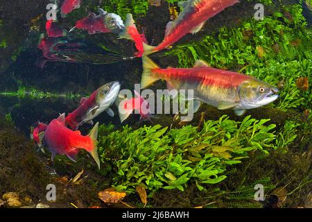 Sockeye Salmons (Oncorhynchus nerka), Schwimmen auf dem Adams River, Roderick Haig-Brown Provincial Park, British Columbia, Kanada Stockfoto