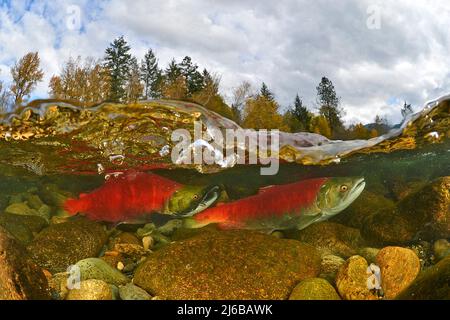 Geteiltes Bild, Sockeye Salmons (Oncorhynchus nerka), Schwimmen auf dem Adams River zum Laichen und Sterben, Roderick Haig-Brown Provincial Park, British Columbia Stockfoto