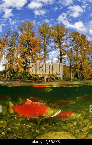 Geteiltes Bild, Sockeye Salmons (Oncorhynchus nerka), Schwimmen auf dem Adams River zum Laichen und Sterben, Roderick Haig-Brown Provincial Park, British Columbia Stockfoto