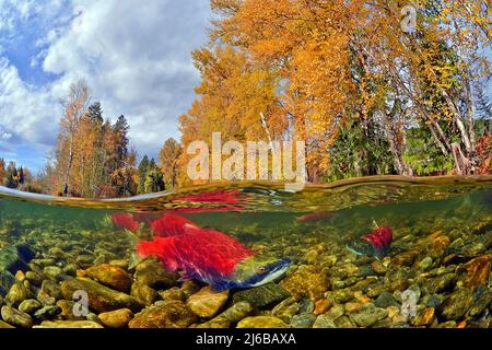 Geteiltes Bild, Sockeye Salmons (Oncorhynchus nerka), Schwimmen auf dem Adams River zum Laichen und Sterben, Roderick Haig-Brown Provincial Park, British Columbia Stockfoto