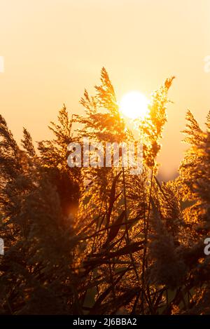 Goldenes Sonnenlicht von untergehenden Sonnenstrahlen, die durch die Phragmiten der Schilfrohre in den Feuchtgebieten der Gironde-Mündung, Charente-Maritime, Frankreich, scheinen Stockfoto
