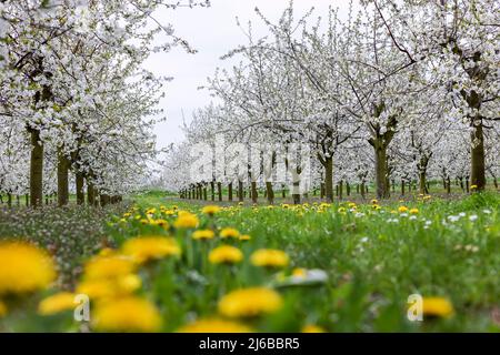 29. April 2022, Sachsen, Grimma: Kirschbäume blühen auf einer Plantage bei Dürrweitzschen. Die Obstland Group baut hier in der Region vor allem Äpfel an, aber auch Kirschen, Erdbeeren, Pflaumen und Johannisbeeren. Das Obst wird direkt unter der Marke Sachsenobst verkauft oder im hauseigenen Presshaus zu Fruchtsäften verarbeitet. Foto: Jan Woitas/dpa Stockfoto