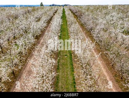 29. April 2022, Sachsen, Grimma: Kirschbäume blühen auf einer Plantage bei Dürrweitzschen. Die Obstland Group baut hier in der Region vor allem Äpfel an, aber auch Kirschen, Erdbeeren, Pflaumen und Johannisbeeren. Das Obst wird direkt unter der Marke Sachsenobst verkauft oder im hauseigenen Presshaus zu Fruchtsäften verarbeitet. (Luftaufnahme mit Drohne) Foto: Jan Woitas/dpa Stockfoto