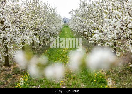 29. April 2022, Sachsen, Grimma: Kirschbäume blühen auf einer Plantage bei Dürrweitzschen. Die Obstland Group baut hier in der Region vor allem Äpfel an, aber auch Kirschen, Erdbeeren, Pflaumen und Johannisbeeren. Das Obst wird direkt unter der Marke Sachsenobst verkauft oder im hauseigenen Presshaus zu Fruchtsäften verarbeitet. Foto: Jan Woitas/dpa Stockfoto