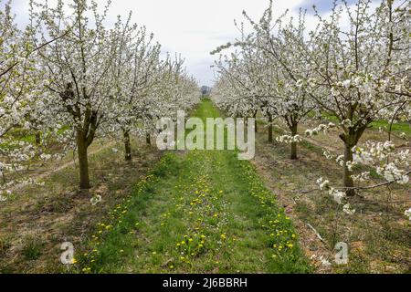 29. April 2022, Sachsen, Grimma: Kirschbäume blühen auf einer Plantage bei Dürrweitzschen. Die Obstland Group baut hier in der Region vor allem Äpfel an, aber auch Kirschen, Erdbeeren, Pflaumen und Johannisbeeren. Das Obst wird direkt unter der Marke Sachsenobst verkauft oder im hauseigenen Presshaus zu Fruchtsäften verarbeitet. Foto: Jan Woitas/dpa Stockfoto