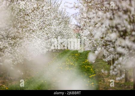 29. April 2022, Sachsen, Grimma: Kirschbäume blühen auf einer Plantage bei Dürrweitzschen. Die Obstland Group baut hier in der Region vor allem Äpfel an, aber auch Kirschen, Erdbeeren, Pflaumen und Johannisbeeren. Das Obst wird direkt unter der Marke Sachsenobst verkauft oder im hauseigenen Presshaus zu Fruchtsäften verarbeitet. Foto: Jan Woitas/dpa Stockfoto