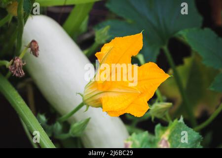 Gelbe Blume von Zucchini, Nahaufnahme mit selektivem Weichfokus Stockfoto