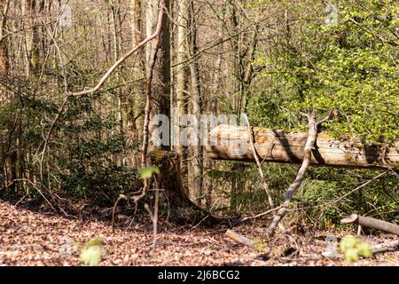 Alter gefallener Baum im Wald und ein Stumpf in der Nähe Stockfoto